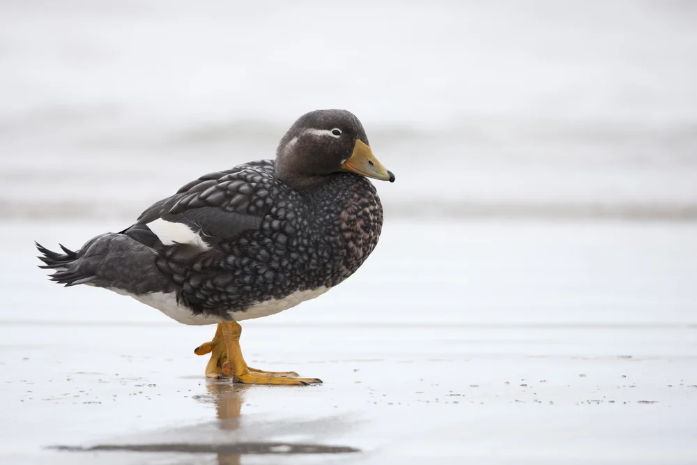 Falklandsteamer (Tachyeres brachypteru)