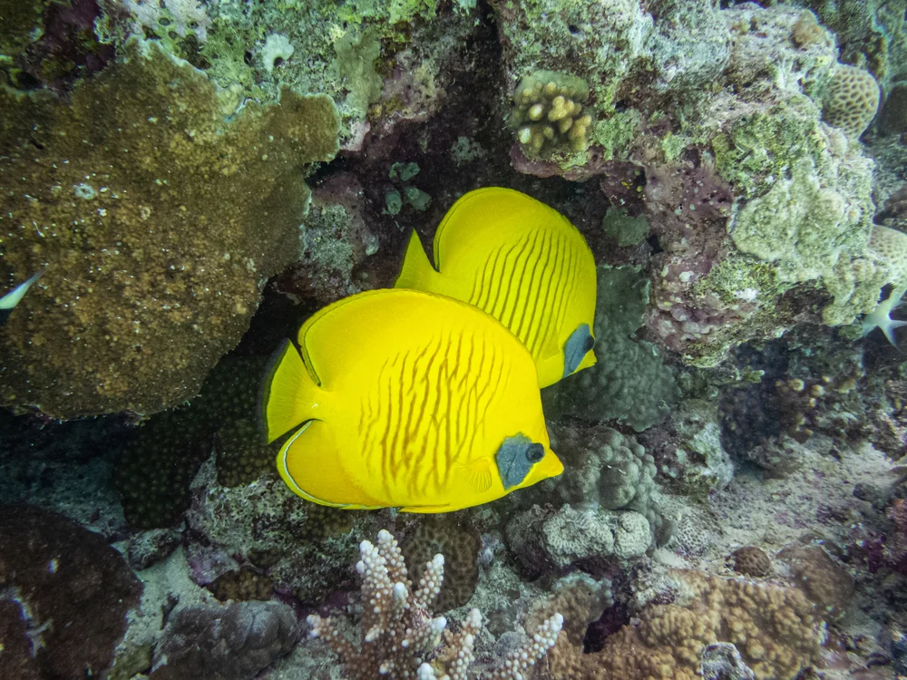 Falterfische (Chaetodontidae)