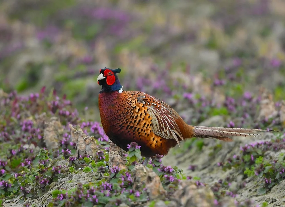 Fasan (Phasianus colchicus)