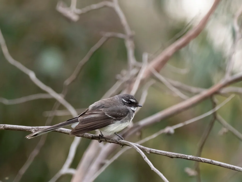 Fasanen-Fächerschwanz (Rhipidura personata)