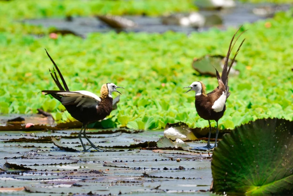 Fasanralle (Hydrophasianus chirurgus)
