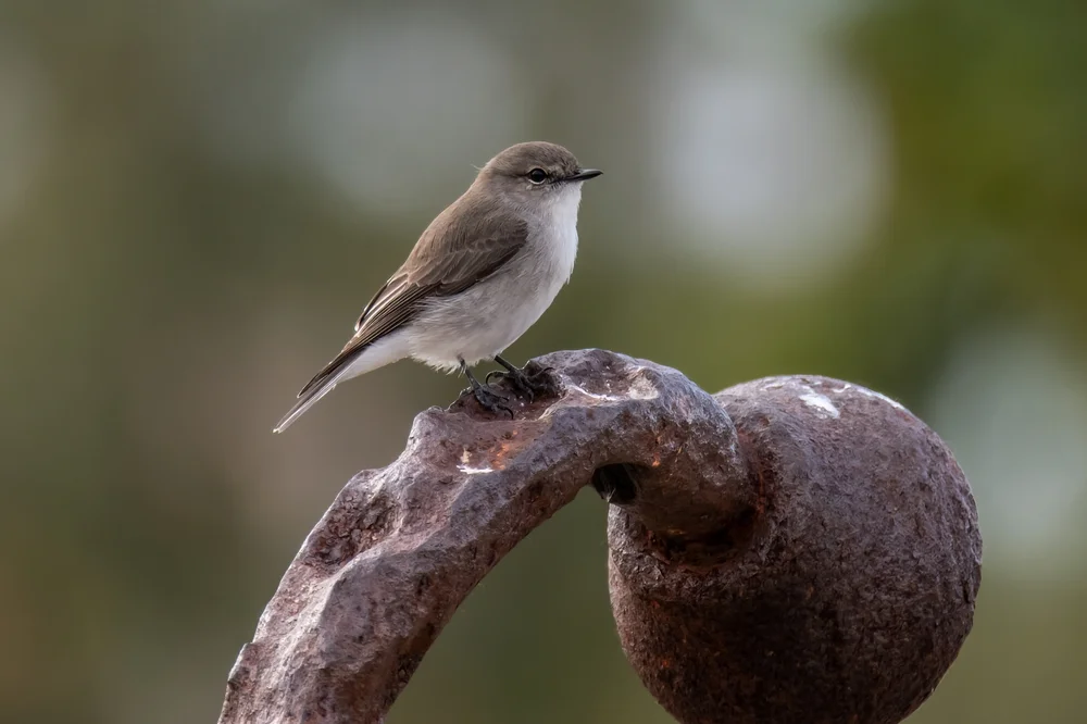 Faszinierender Fliegenschnäpper (Microeca fascinans)
