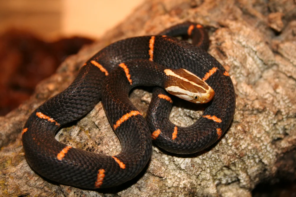 Feaes Viper (Azemiops feae)
