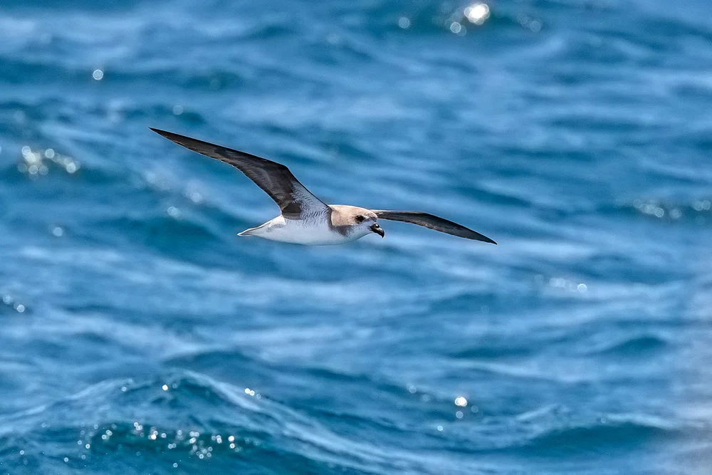 Feas Sturmvogel (Pterodroma feae)