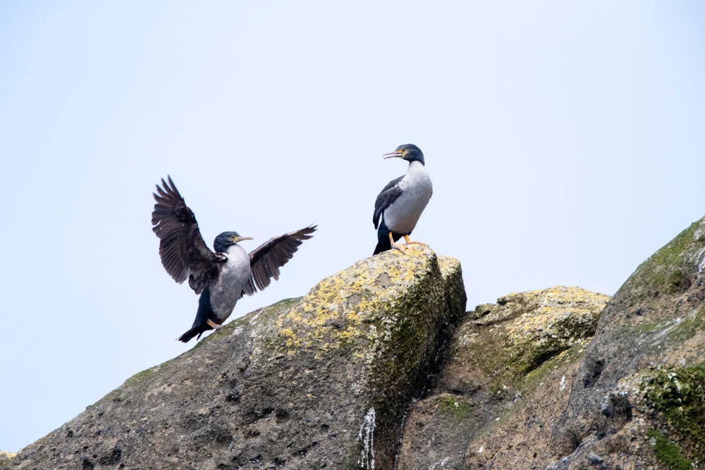 Featherston-Kormoran (Phalacrocorax featherstoni)