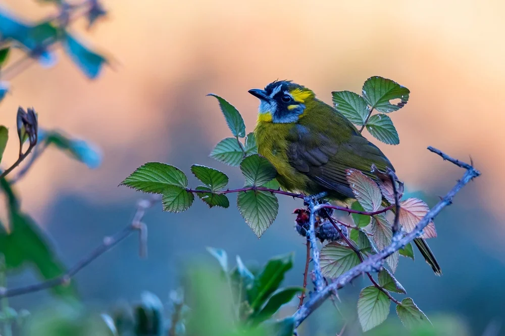 Federbüschel-Dickschnabeldrossel (Pinsel-Dickschnabeldrossel)