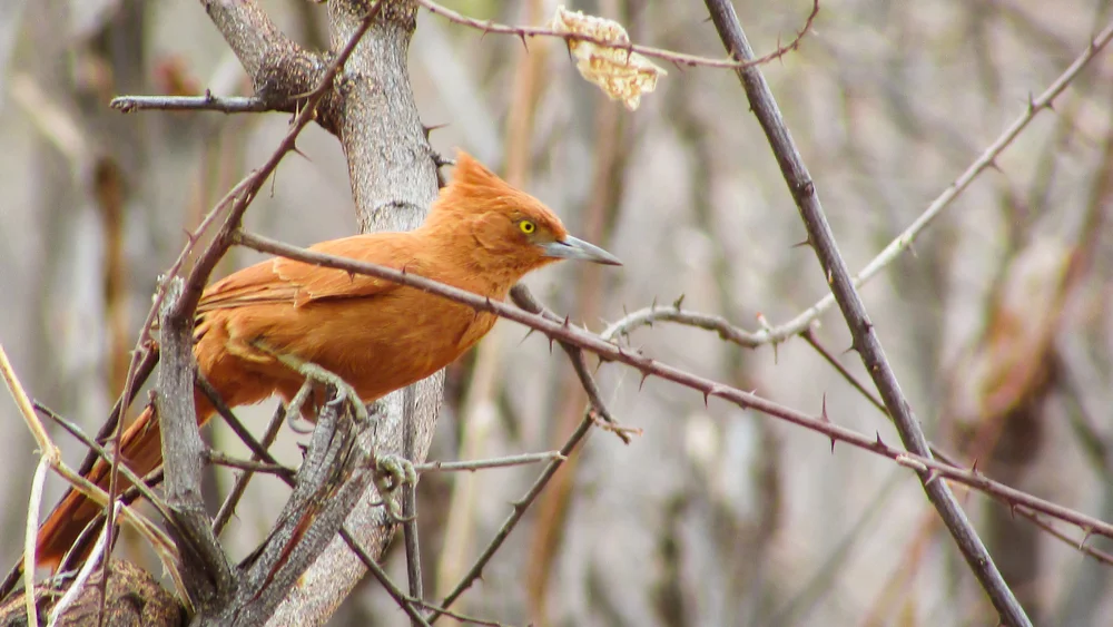 Federbusch-Schopfwippschwanz (Pseudoseisura cristata)