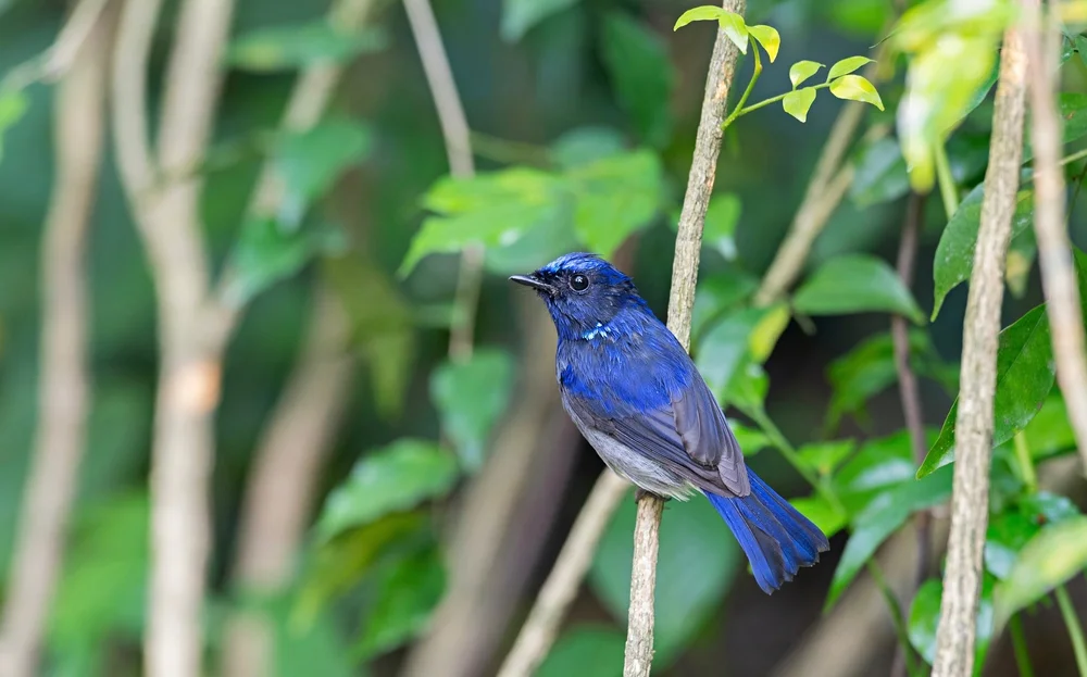 Feenniltava (Niltava macgrigoriae)