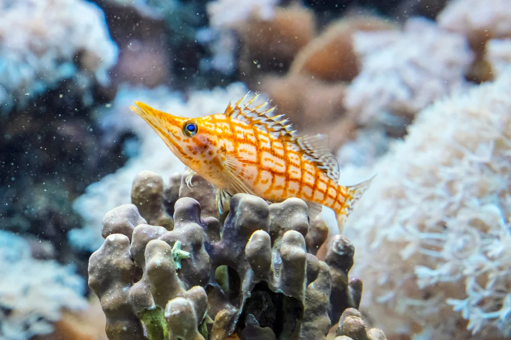 Feilenfische (Cirrhitidae)