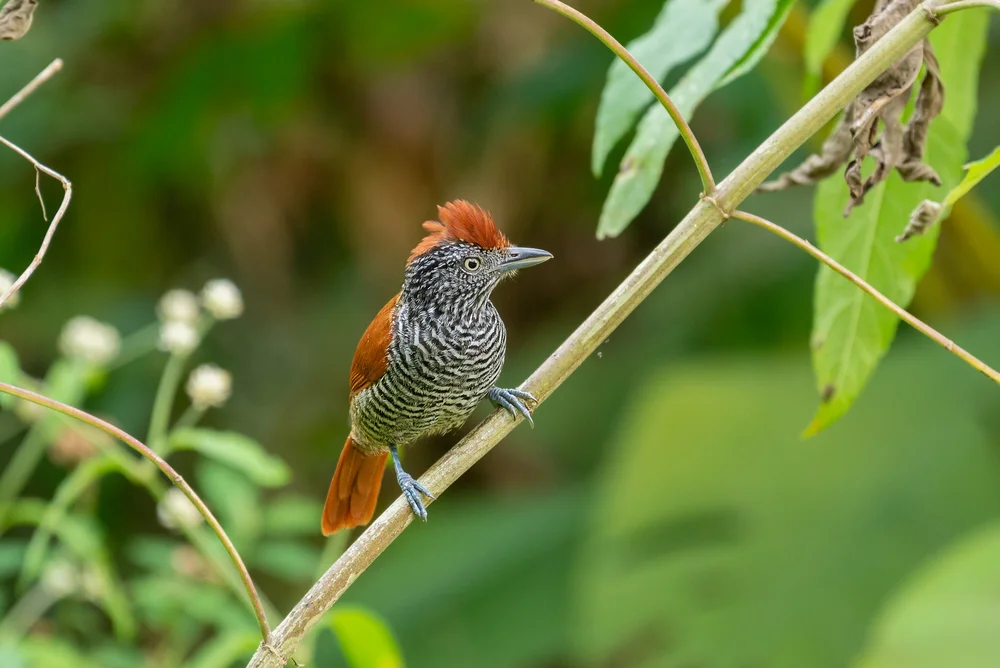 Feinpunktierter Ameisenschlüpfer (Thamnophilus tenuepunctatus)