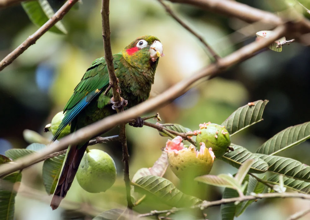 Feinsittich (Pyrrhura hoffmanni)