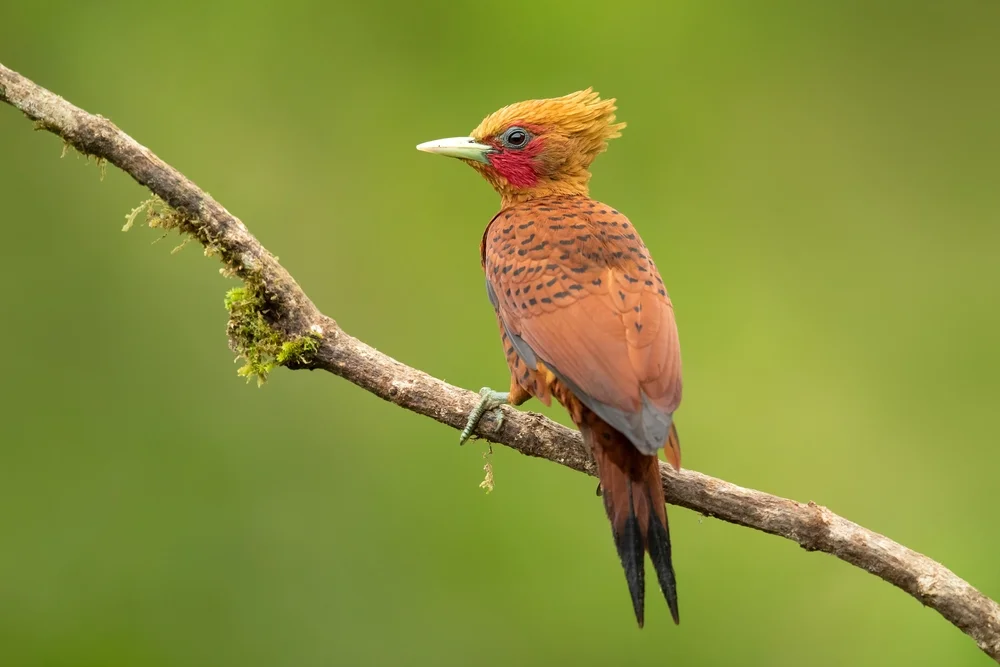 Feinspecht (Celeus grammicus)