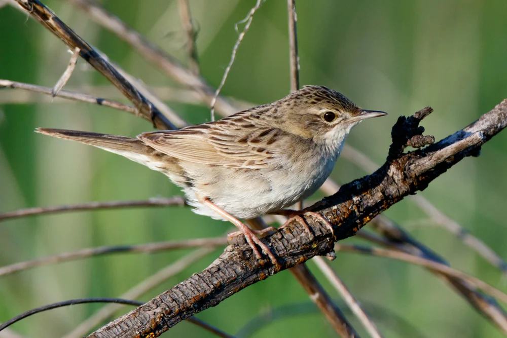 Feldschwirl (Locustella naevia)