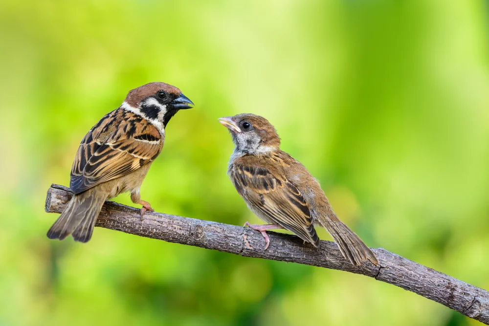 Feldsperling (Passer montanus)