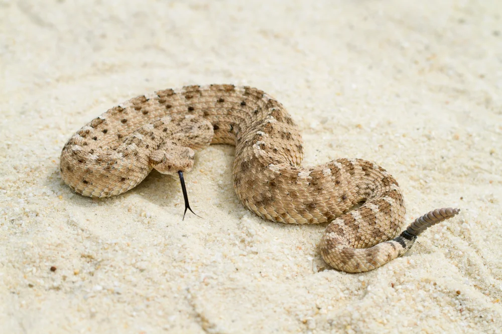 Felsen-Klapperschlange (Crotalus lepidus)