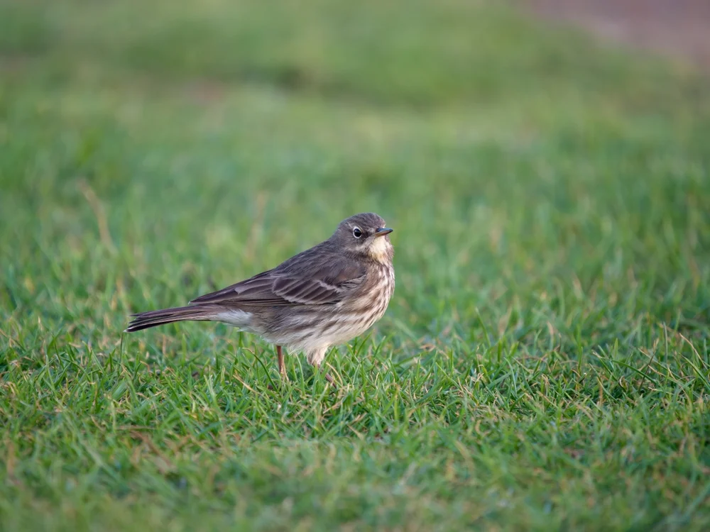 Felsen-Pieper (Anthus petrosus)