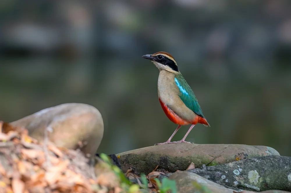 Felsen-Pitta (Pitta nympha)