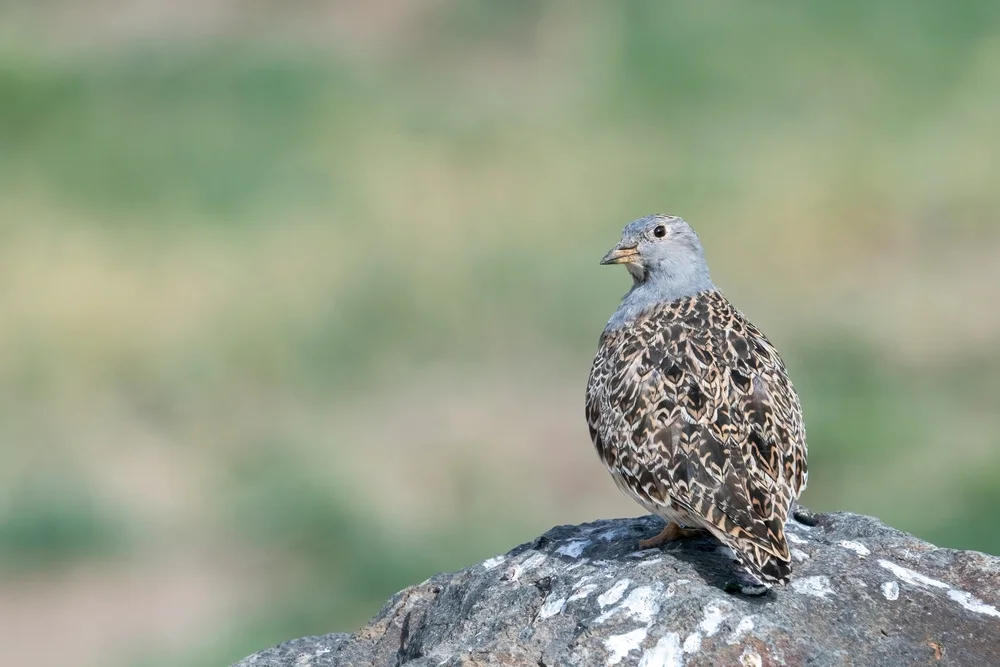 Felsen-Seedsnipe (Thinocorus rumicivorus)