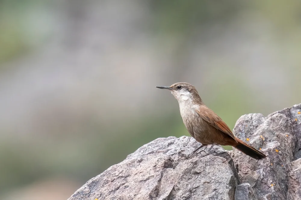 Felsenerdhacker (Ochetorhynchus andaecola)