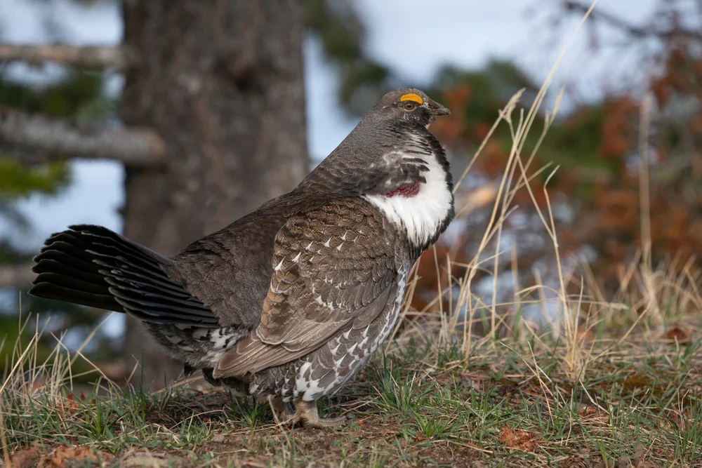 Felsengebirgs-Haselhuhn (Dendragapus obscurus)