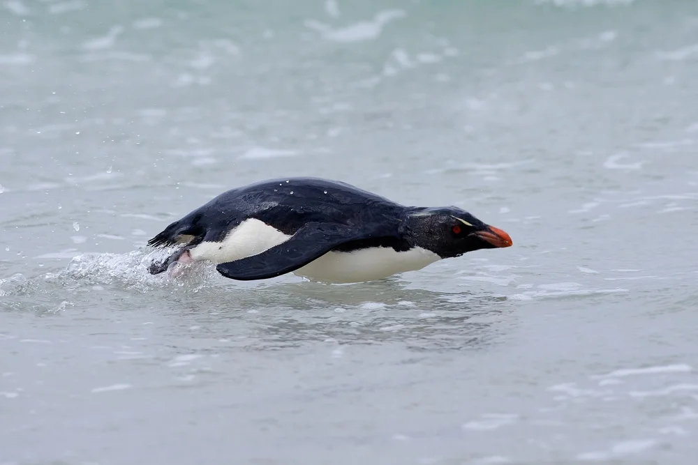 Felsenpinguin