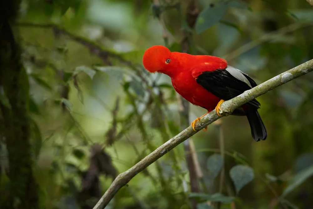 Felsenschmätzer (Rupicola rupicola)