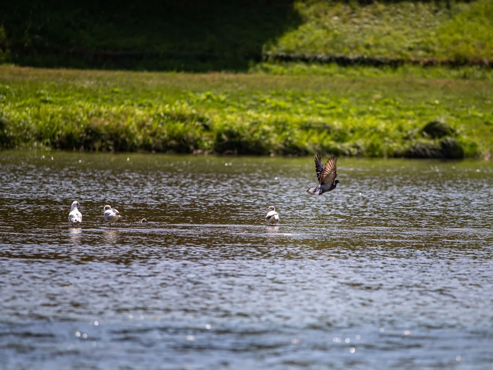 Felsenschwalbe (Columba rupestris)