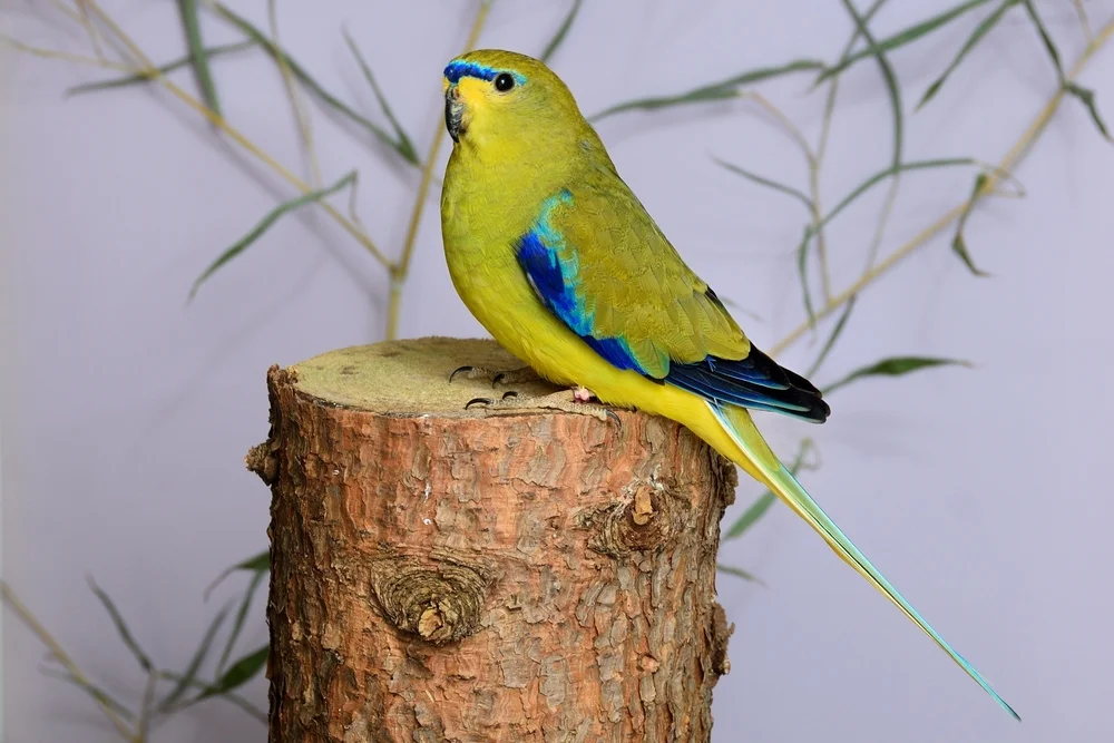 Felsensittich (Neophema petrophila)