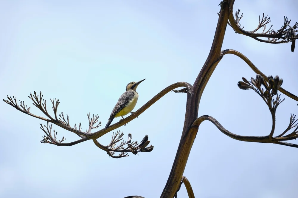 Felsenspecht (Colaptes rupicola)