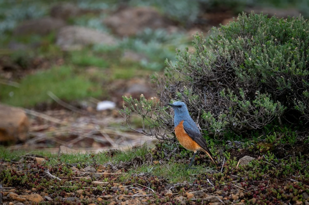 Felsenspringer (Monticola explorator)