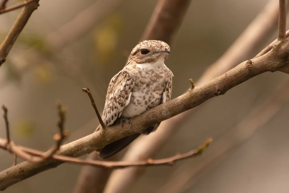 Felsnachtschwalbe (Chordeiles rupestris)