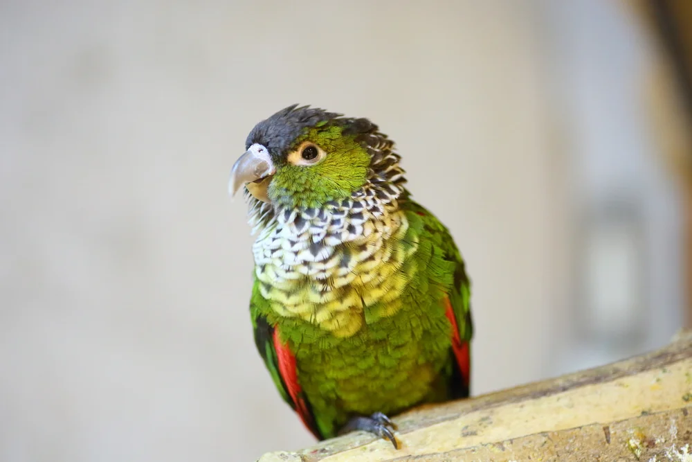 Felssittich (Pyrrhura rupicola)