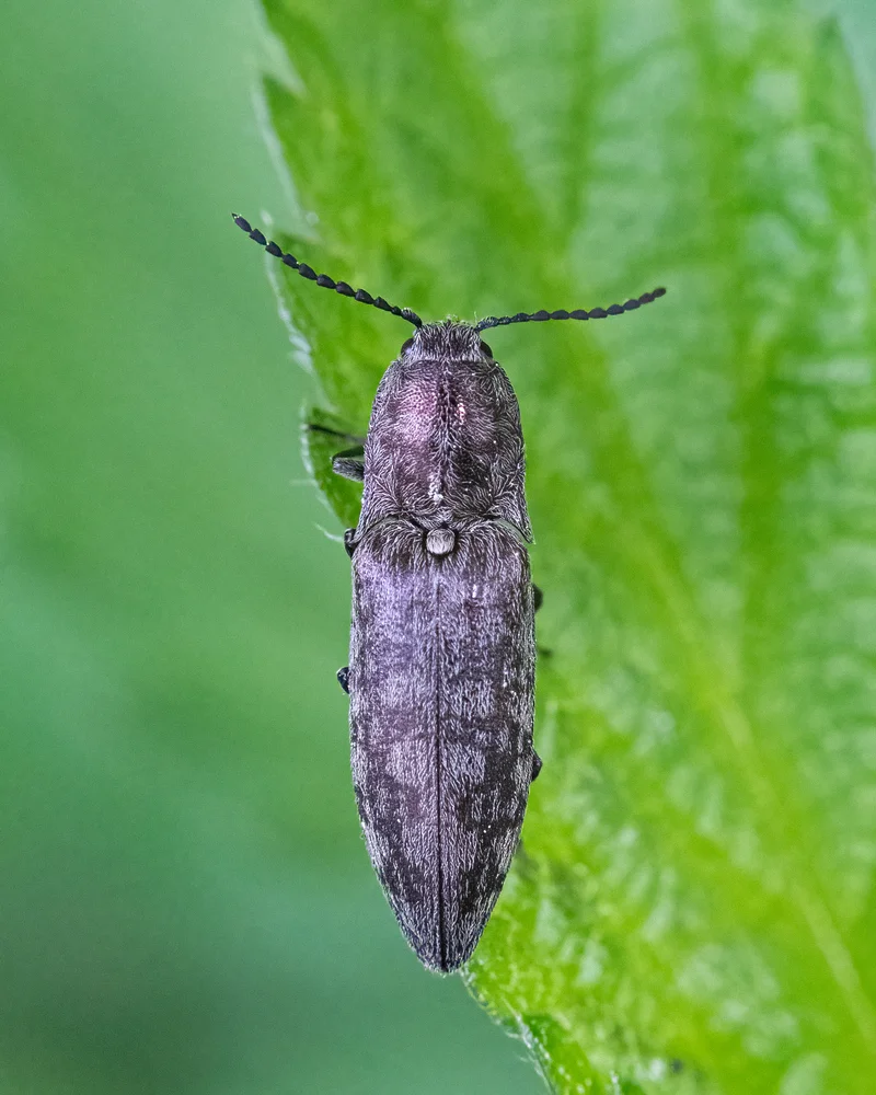 Feuchtwiesen-Schnellkäfer