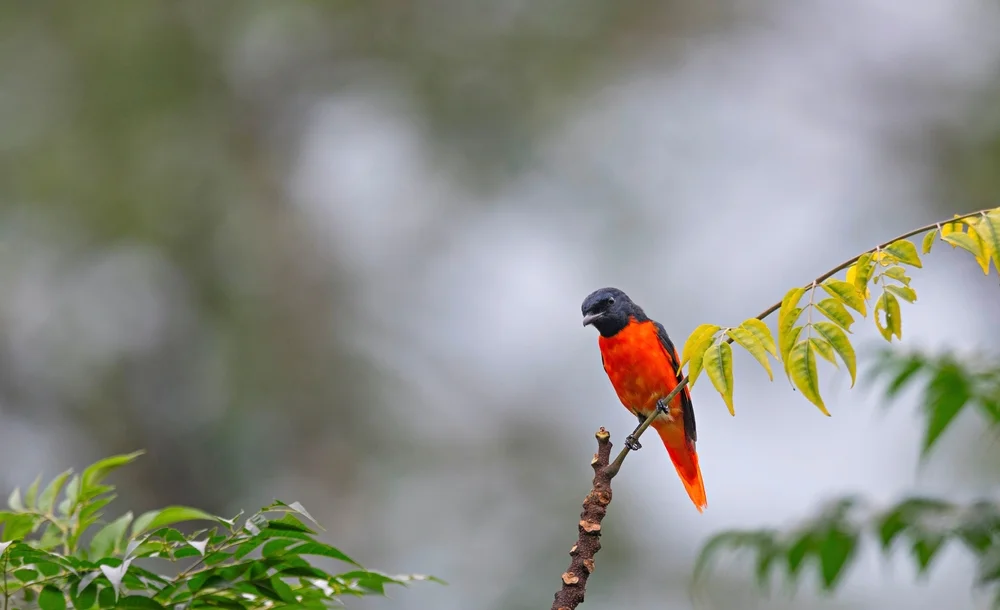 Feuer-Minivett (Pericrocotus flammeus)