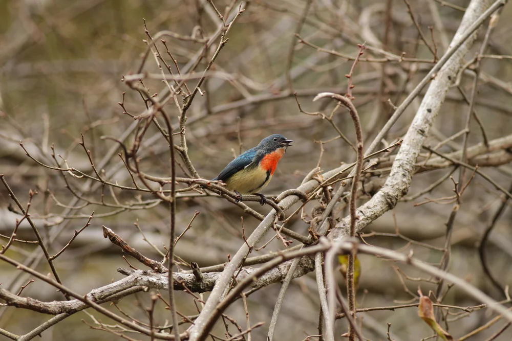 Feuerbrust-Mistelfink (Dicaeum ignipectus)