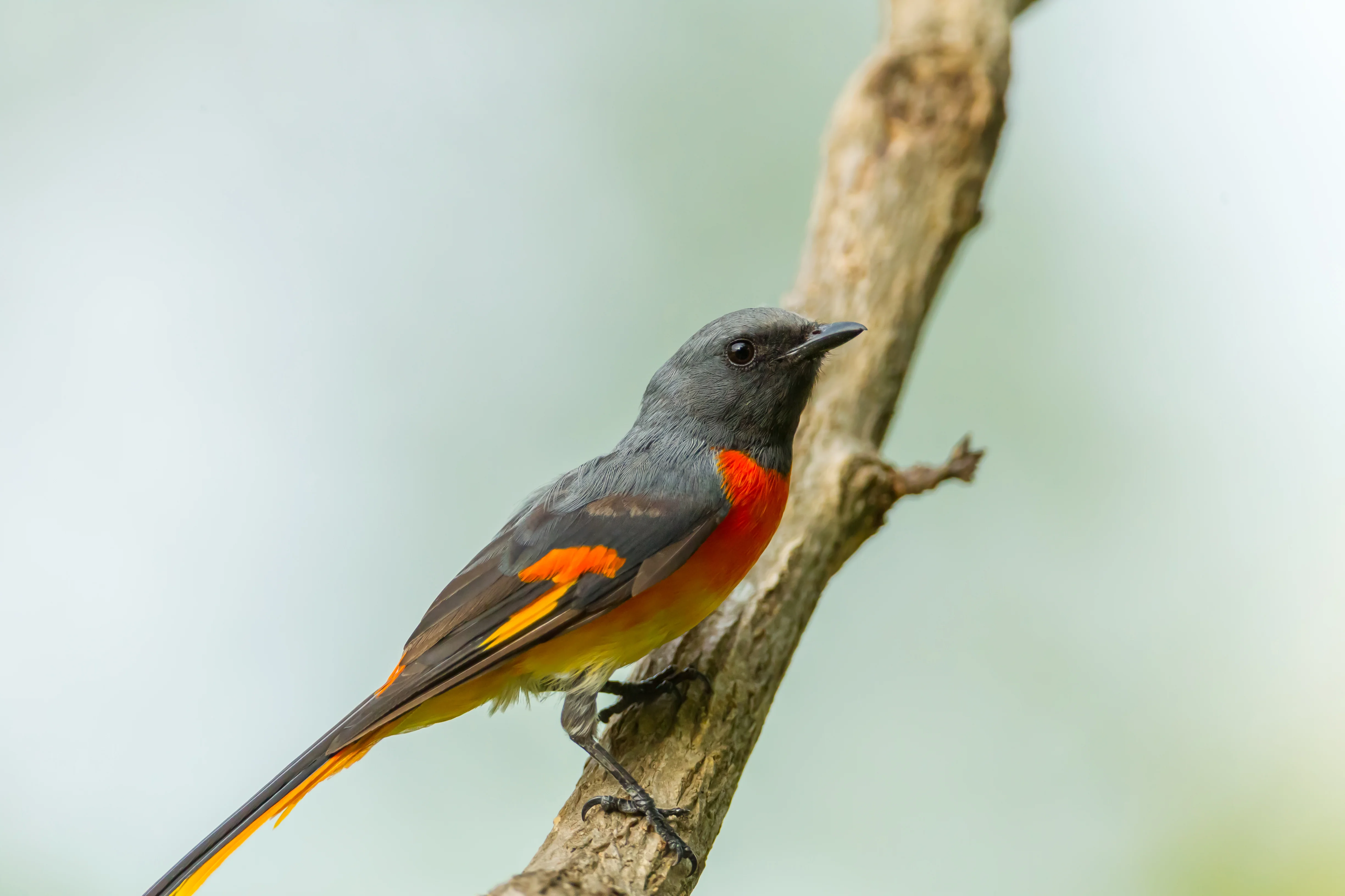 Feuerbürzel-Minivett (Pericrocotus igneus)