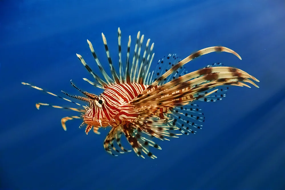 Feuerfische (Pterois)