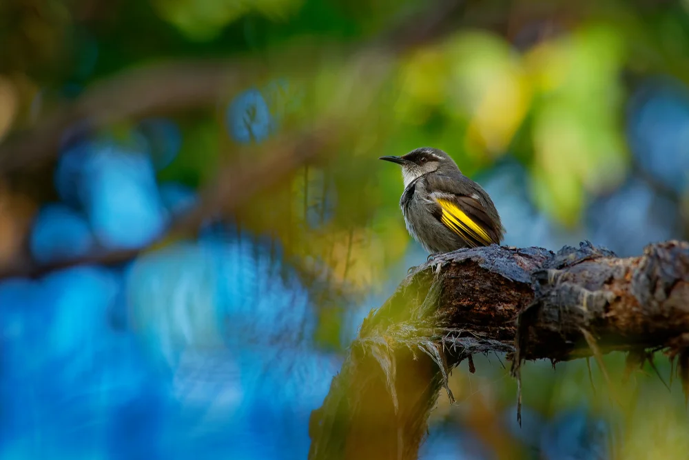 Feuerflügel-Honigfresser (Phylidonyris pyrrhopterus)
