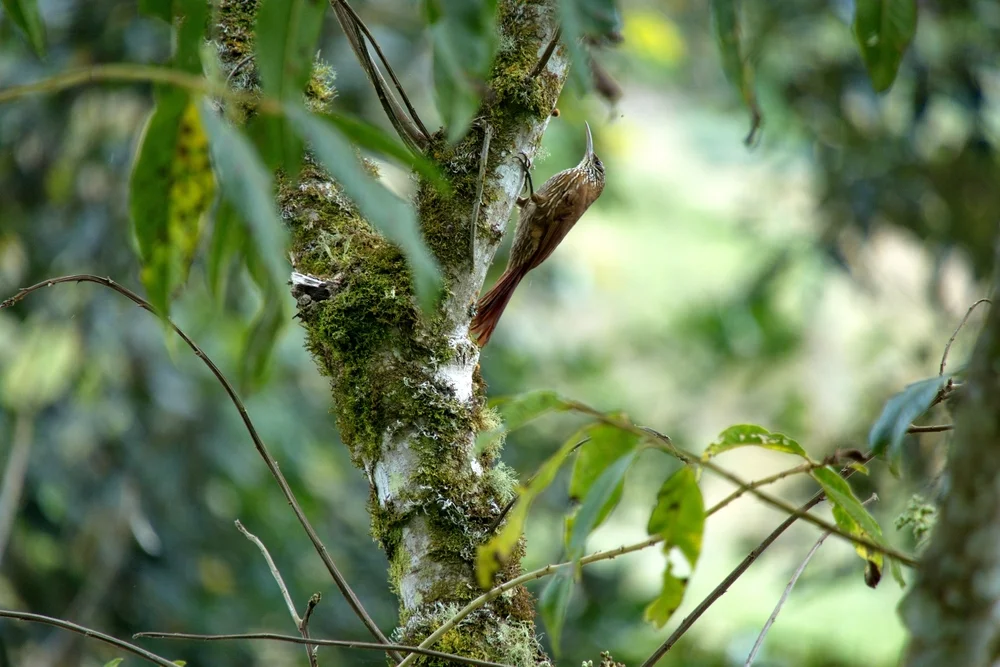 Feuerschlüpfer (Xiphorhynchus guttatus)
