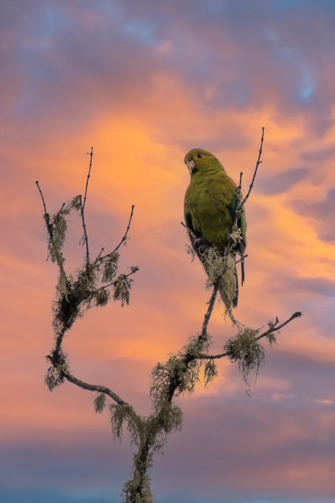 Feuerschopf-Sperlingspapagei (Hapalopsittaca pyrrhops)
