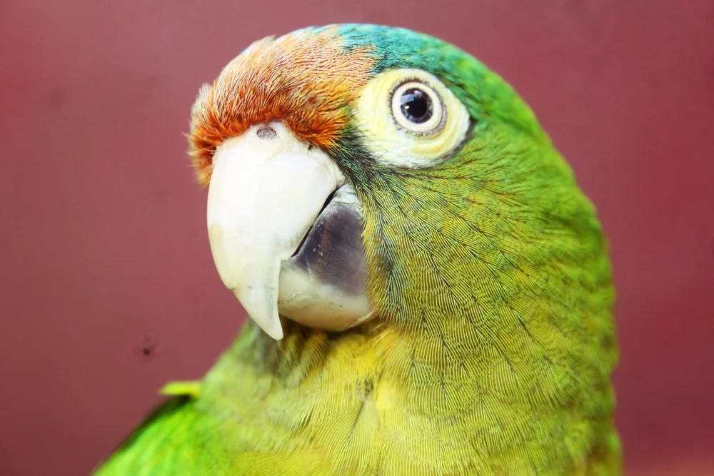 Feuerschwingensittich (Tui-Papagei)