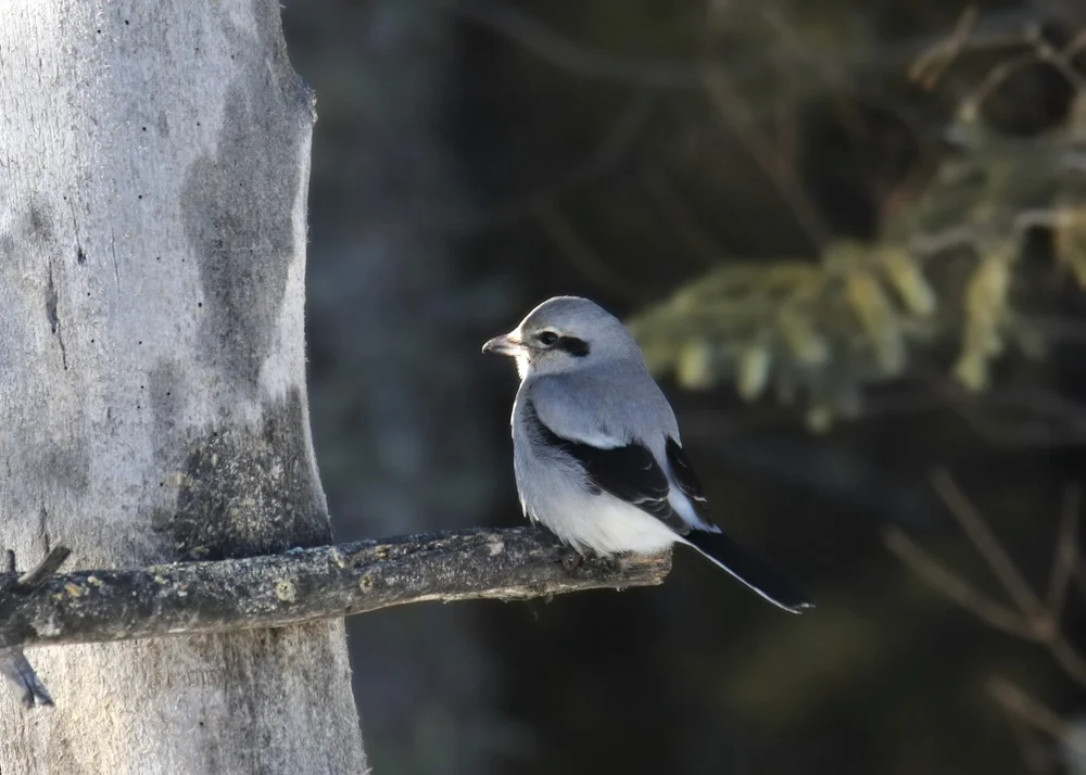Fidschi-Honigfresser (Clytorhynchus vitiensis)