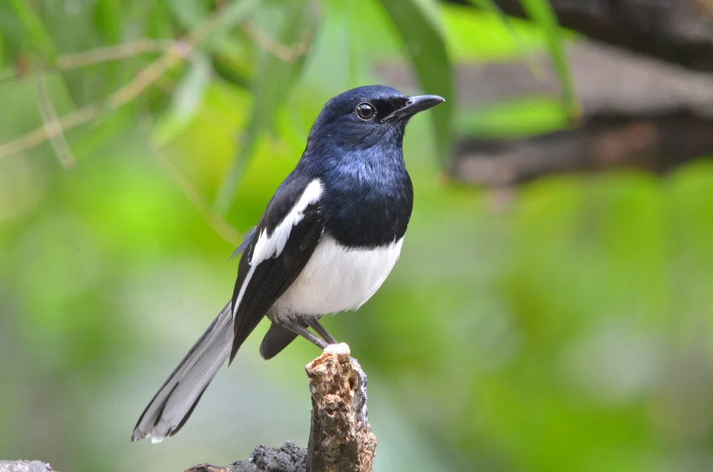 Fiji Woodswallow (Artamus minor)