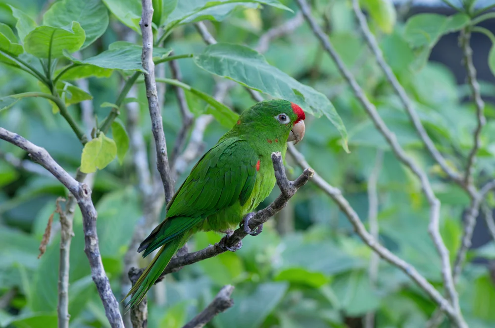 Finsch-Ara (Psittacara finschi)