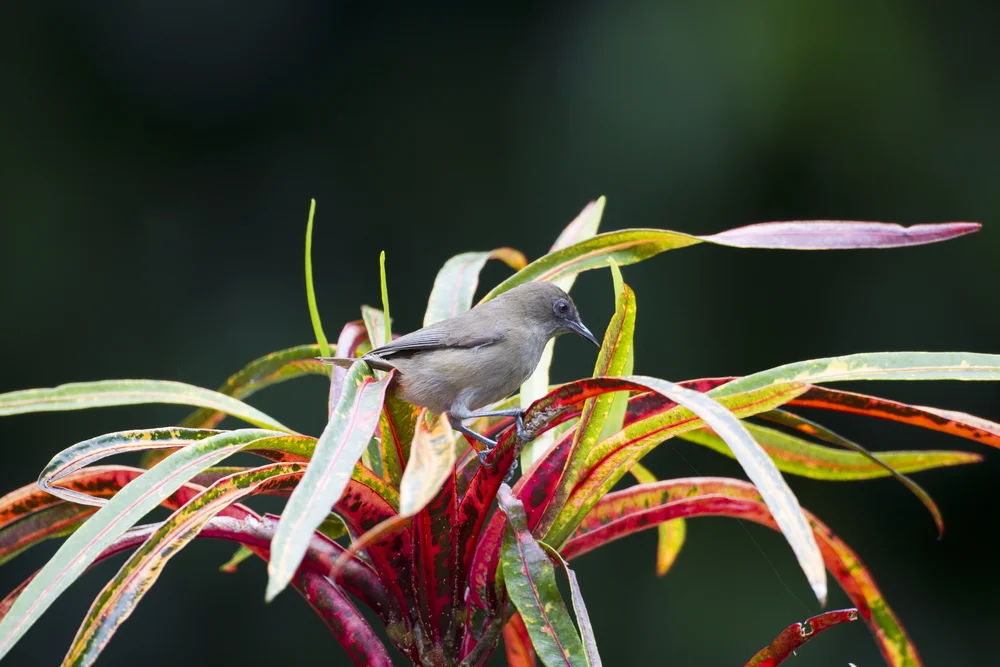 Finsch-Brillenvogel (Zosterops finschii)