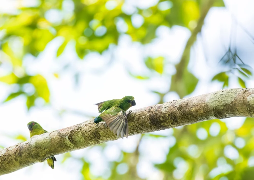 Finschs Zwergpapagei (Micropsitta finschii)