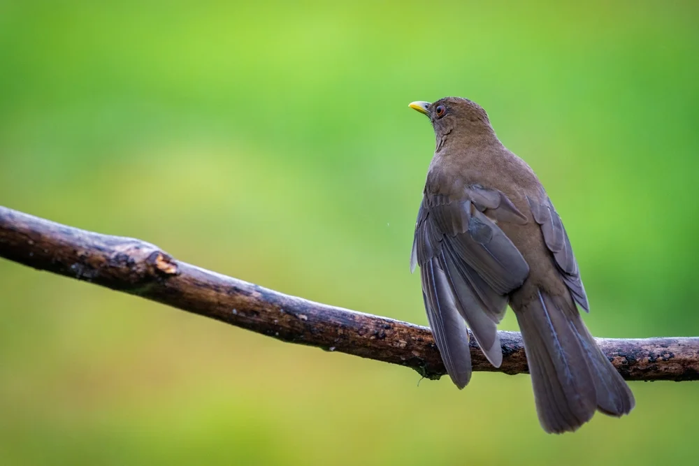 Finschschnäpper (Stizorhina finschi)