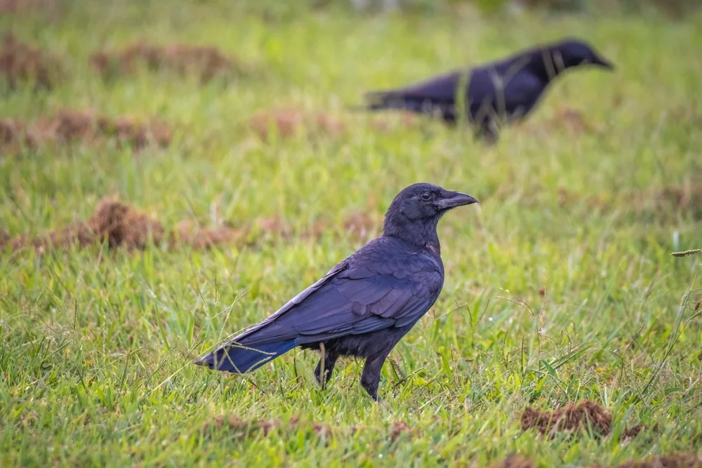 Fischadler (Corvus ossifragus)
