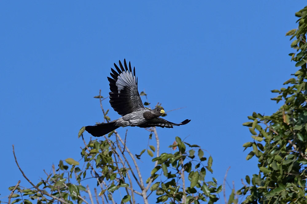 Fischadler-Bartvogel (Crinifer piscator)