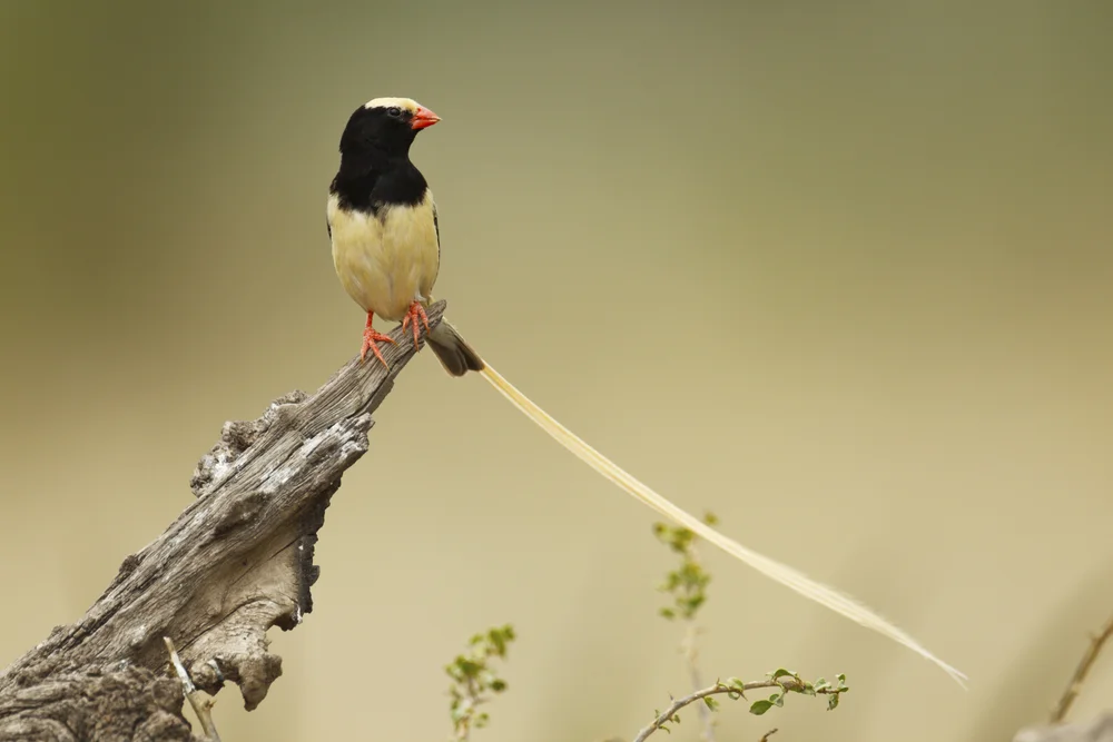 Fischers Paradieswitwe (Vidua fischeri)